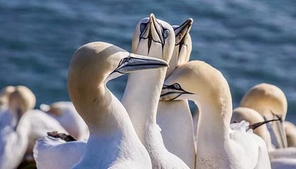 开云网页版-广东队积极备战季后赛争取最佳名次，广东队季后赛战绩